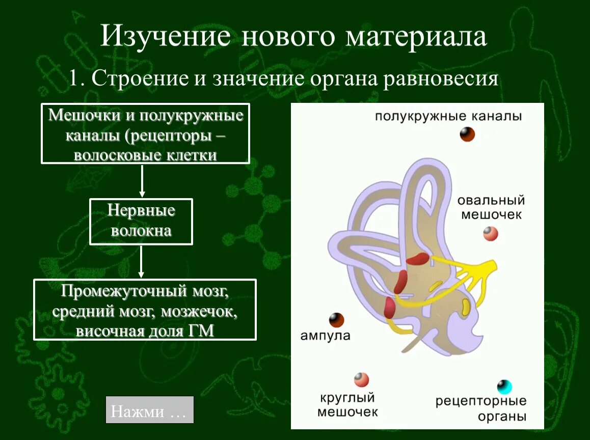 Клетки равновесия. Схема строения анализаторов органа равновесия. Строение анализатора органа равновесия. Схема анализатора органа равновесия. Орган равновесия 8 класс биология.