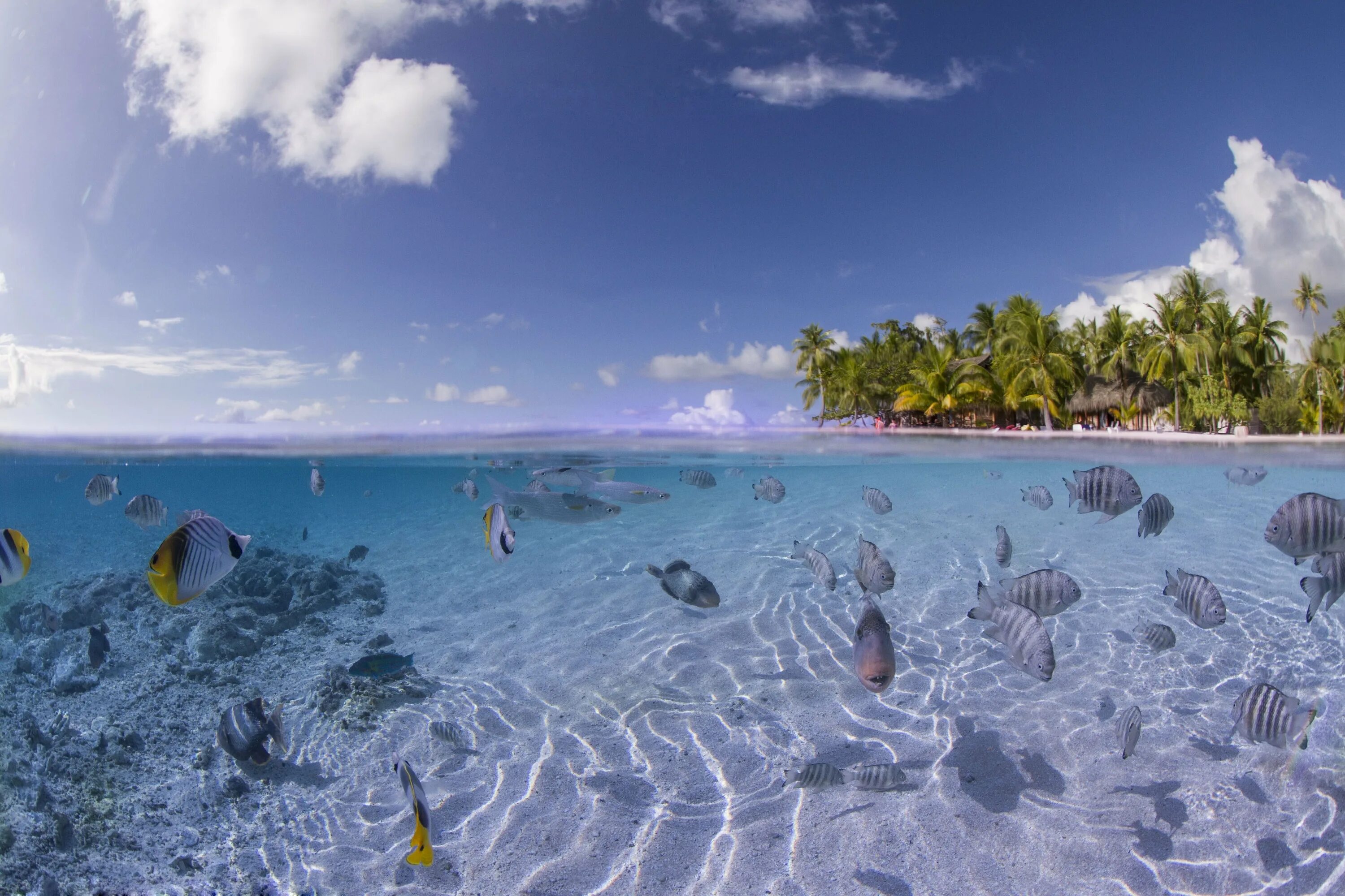 Island вода. Мальдивы Лагуна риф. Парадиз остров Карибского моря. Красота океана. Красивый остров в океане.