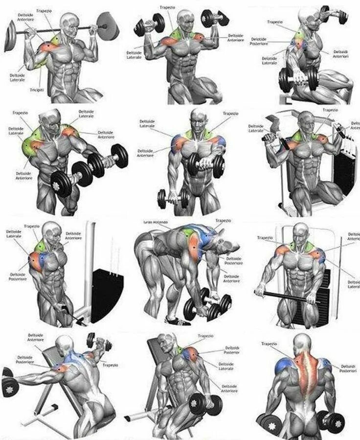 План качка. Базовые упражнения на плечи в тренажерном зале для мужчин. Упражнения для прокачки мышц плеча. Тренажер для плечевых мышц в тренажерном зале. Базовые упражнения для развития мышц плечевого пояса.