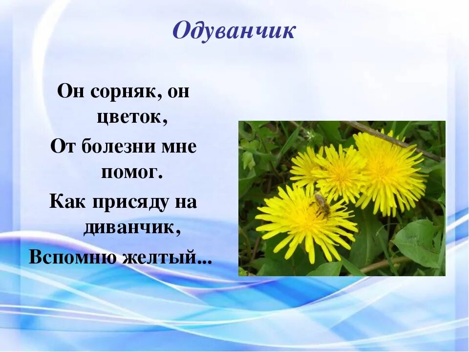 Загадка стоят в лугах сестрички золотой. Загадка про одуванчик. Загадка про одуванчик для дошкольников. Загадка про одуванчик для детей. Пословицы про одуванчик.