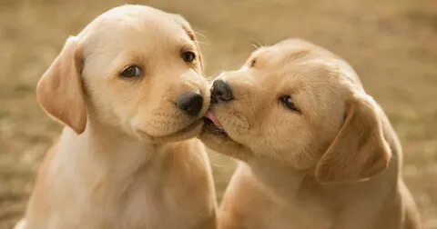 Dog but