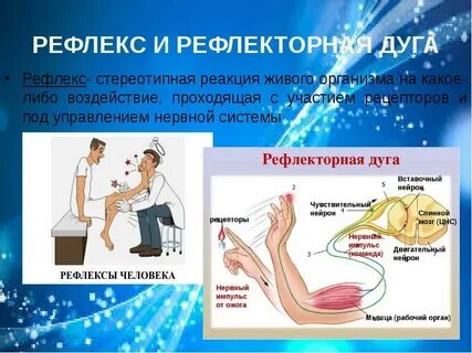 Сила рефлекторной реакции
