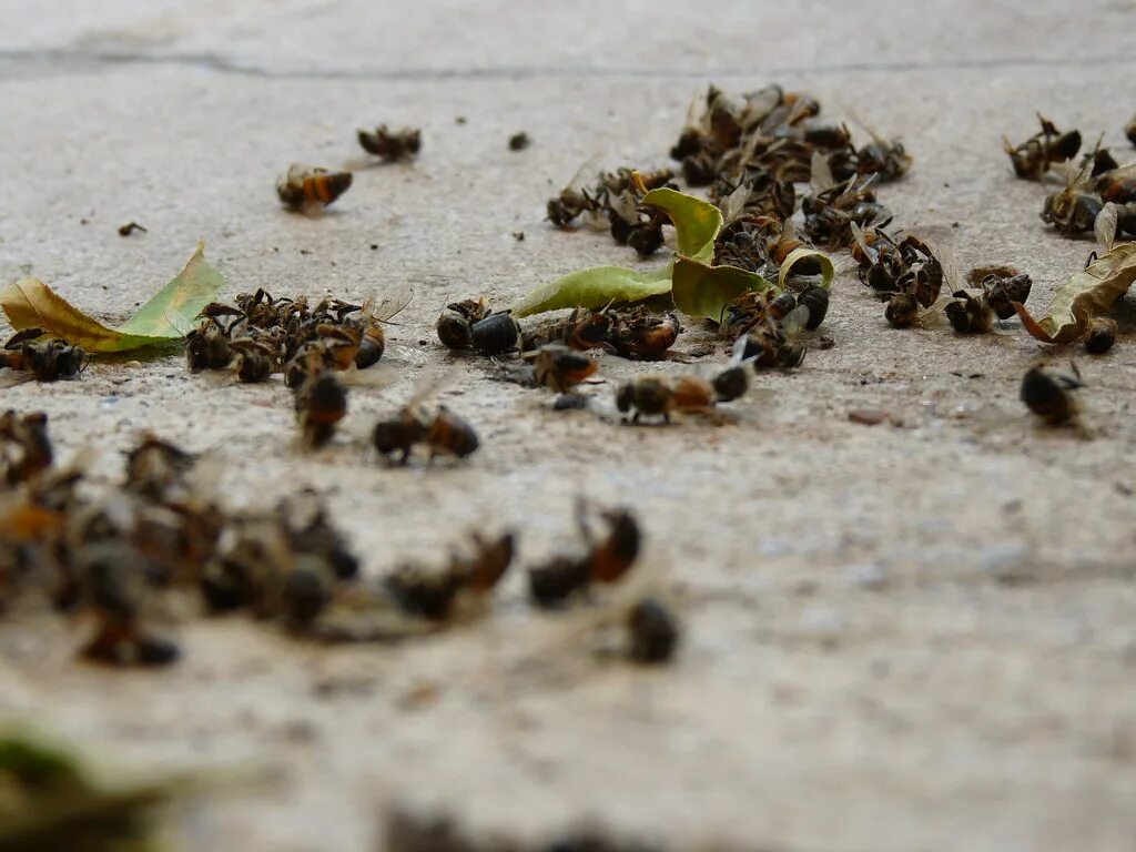 Пчелы гибнут. Вымирание пчел. Мертвые пчеланасекомые. Мертвые пчелы насекомые.