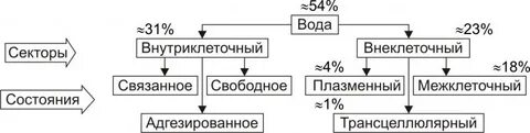 Вода в физиологии человека