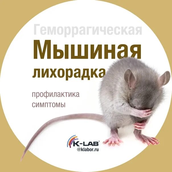 Мышиная лихорадка симптомы и лечение. Мышиная лихорадка. мышиная лихорадка симптомы. таблетки от мышиной лихорадки.