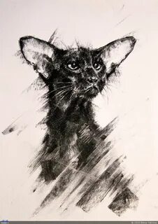 Кот уголь