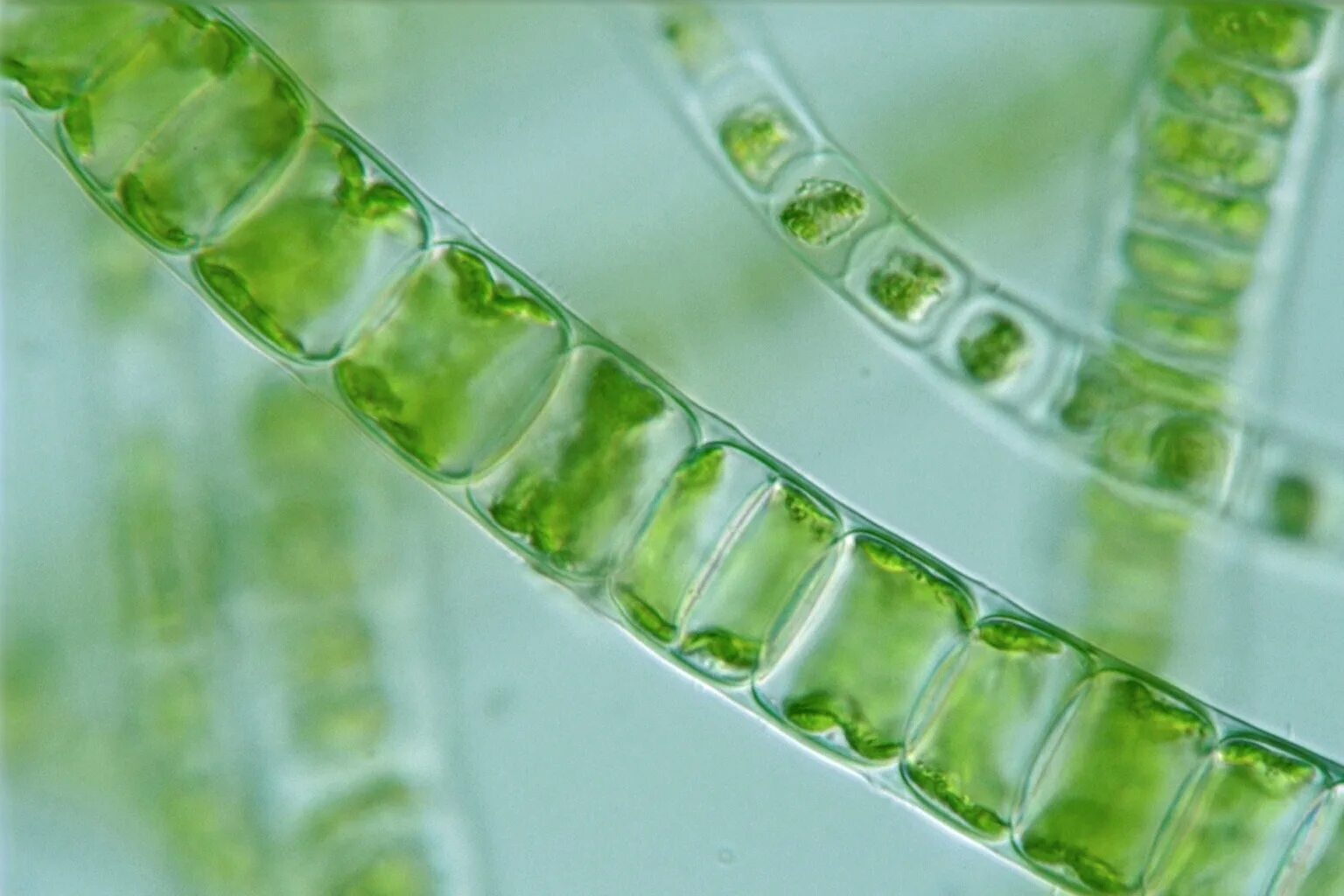 Нитчатая водоросль улотрикс. Нитчатые зеленые водоросли улотрикс. Многоклеточные водоросли улотрикс. Спирогира зеленая нитчатая водоросль.
