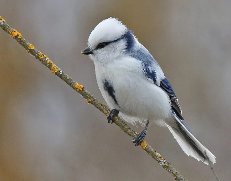 синица гаичка. птички с черной головкой. серая птичка похожая на синицу. буроголовая синица. серая синица гаичка.