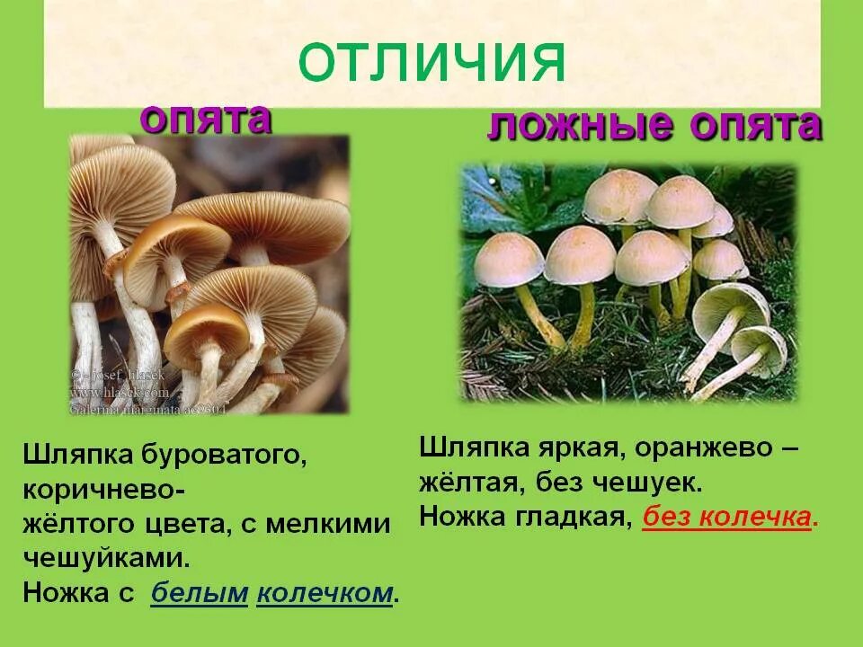 Отличить опенок