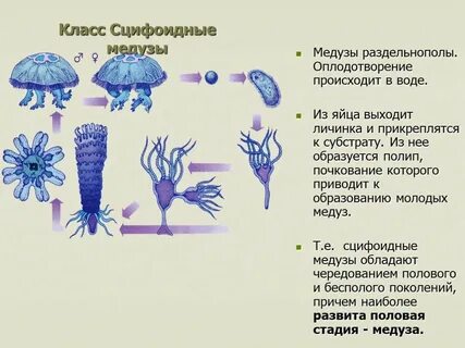 Признаки сцифоидных медуз