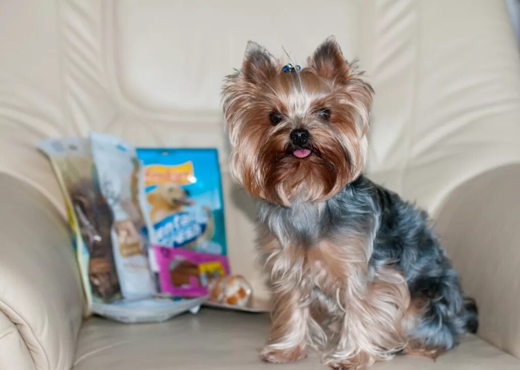 йорк недорого. йорк недорого. йорк недорого. йоркширский терьер мини кабель. йорк стандарт голдаст.