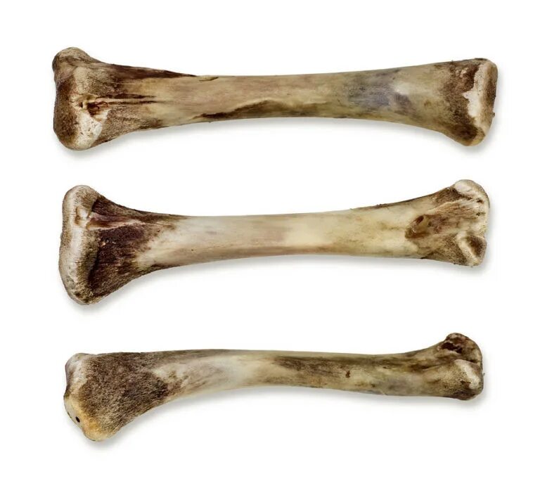 Кость полтора. Натуральная кость человека. Натуральная кость. Кость материал. Берцовая кость.