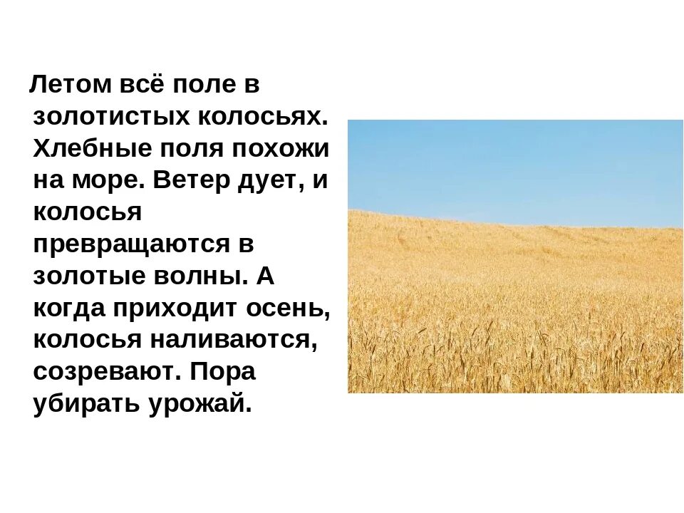 Переславль залесский поле пшеницы. Пшеничное поле. Поле пшеницы. Золотое поле. Золотое поле.