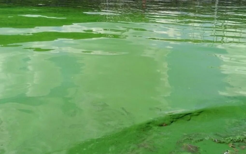 Днепр зеленая вода. Озеро с зеленой водой. Вода цветет. Цвет воды водоемов.