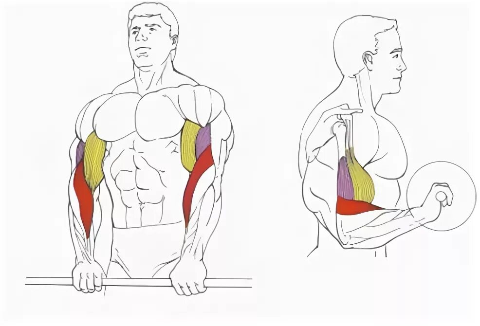Гантели обратным хватом. Подъем на бицепс обратным хватом. Подъем штанги на бицепс обратным хватом. Сгибание рук со штангой обратным хватом. Сгибание штанги обратным хватом.