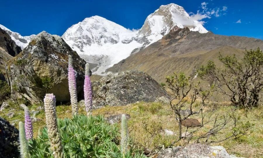 В горах кордильеры случаются землетрясения. Уаскаран — 6768м (Перу),. Уаскаран — национальный парк растительность. Цветок Кордильера. Кордильера-Бланка.