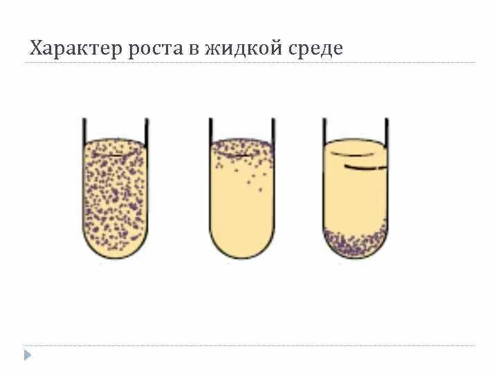 Характер роста микроорганизмов на жидких питательных средах. Характер роста бактерий на жидких питательных средах. Характер роста на жидких питательных средах. Рост микроорганизмов на жидких средах.