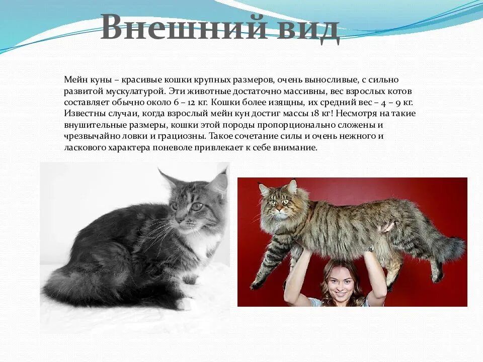 Как описать кошку. Кошка Мейн кун. Мейн-кун кошка описание. Мейн кун описание породы кратко. Кошка Мейн кун рассказ.