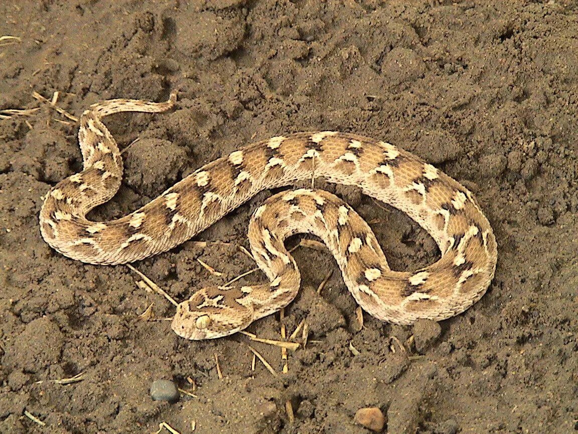 Песчаная Эфа змея. Песчаная Эфа (Echis carinatus). Ядовитая змея Песчаная Эфа. Эфа Песчаная Среднеазиатская.