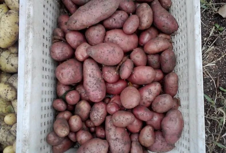 Картофель сорт пароли. Картофель беллароза (бела роса, bellarosa). сорт картофеля беллароза. картофель семенной беллароза.