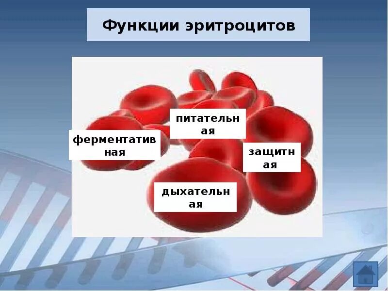 1 функции эритроцитов. Функции эритроцитов. К функциям эритроцитов относят. К функциям эритроцитов не относится. Выберите функции эритроцитов.