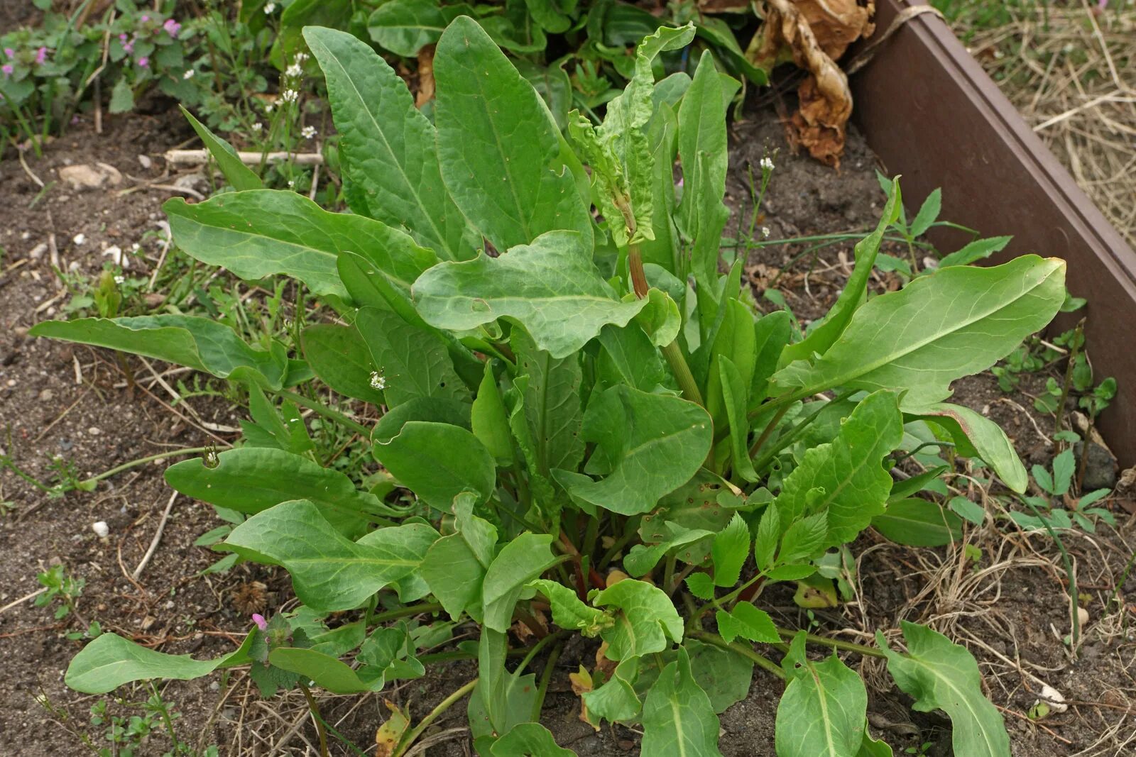 Щавель Бельвийский. Щавель (Rumex). Щавель обыкновенный Rumex acetosa. Щавель кислый Rumex acetosa. Щавель у женщины это фото