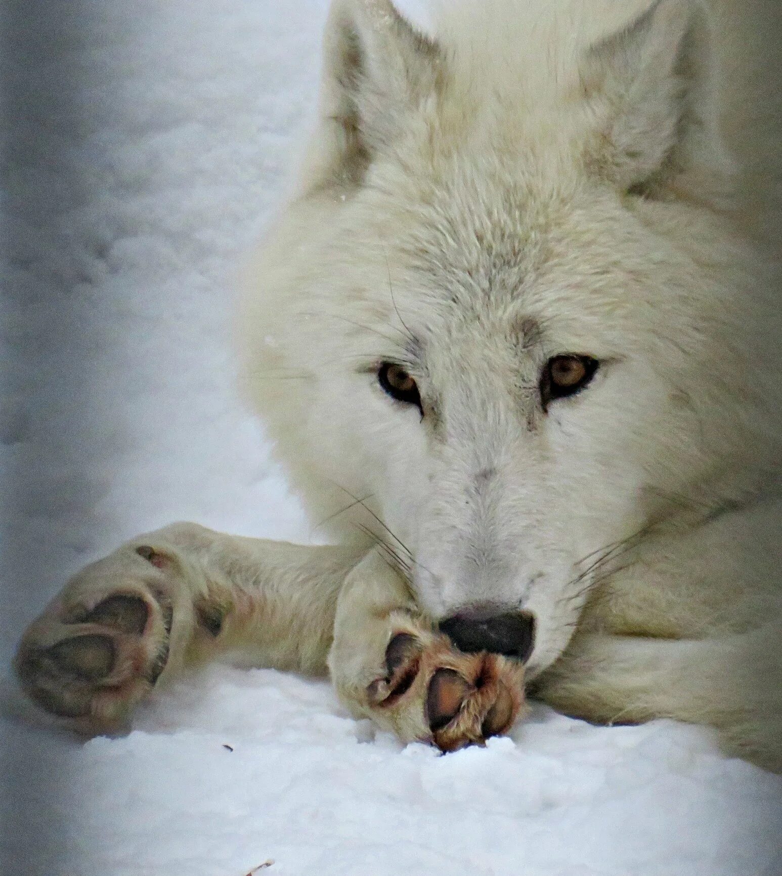 Полярный волк оскал. К3 полярный волк. Белый полярный волк. К3 полярный волк. К3 полярный волк.