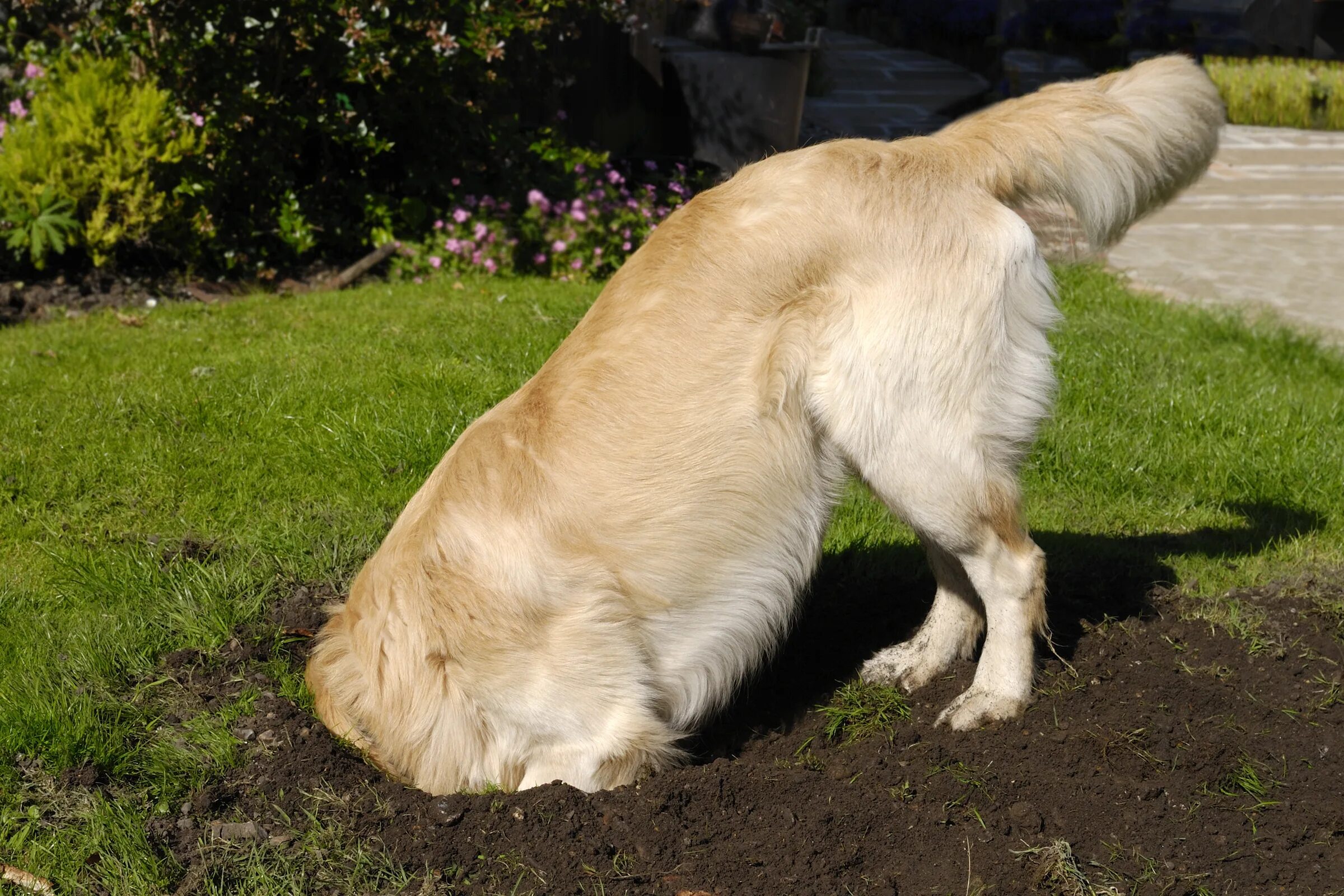 Почему собака капает. Собака на газоне. Собака на лужайке. Собака роет землю. Собака копает.