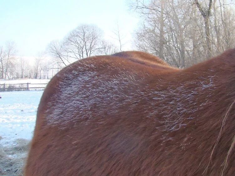 Зимняя шерсть у лошадей. Лошадь зимой шерсть. Выпадение шерсти у лошадей.