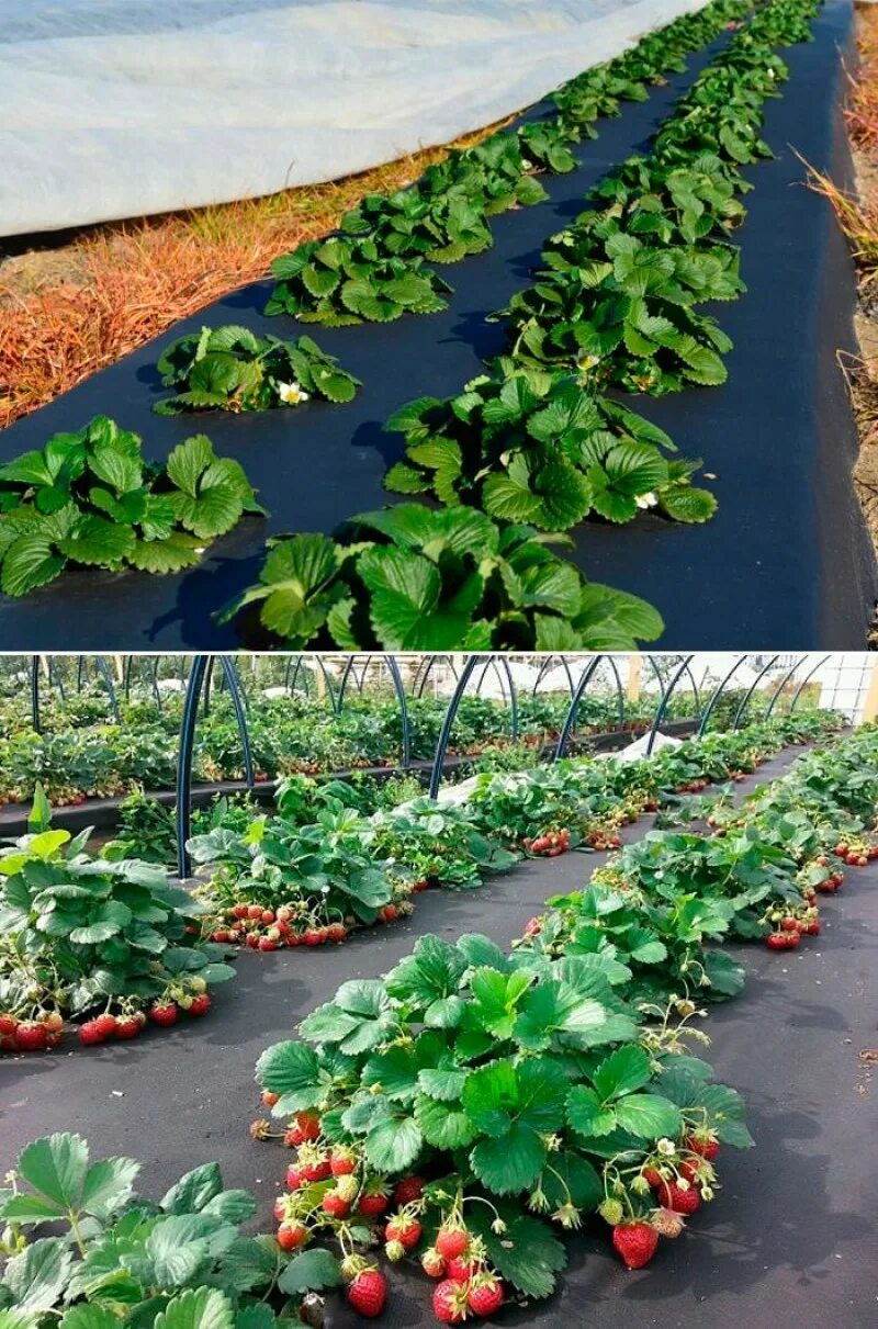 Клубника открытый грунт. Как садить клубнику. Посадка ремонтантной земляники. Грядки клубники под укрывным материалом. Ремонтантная клубника грядки.