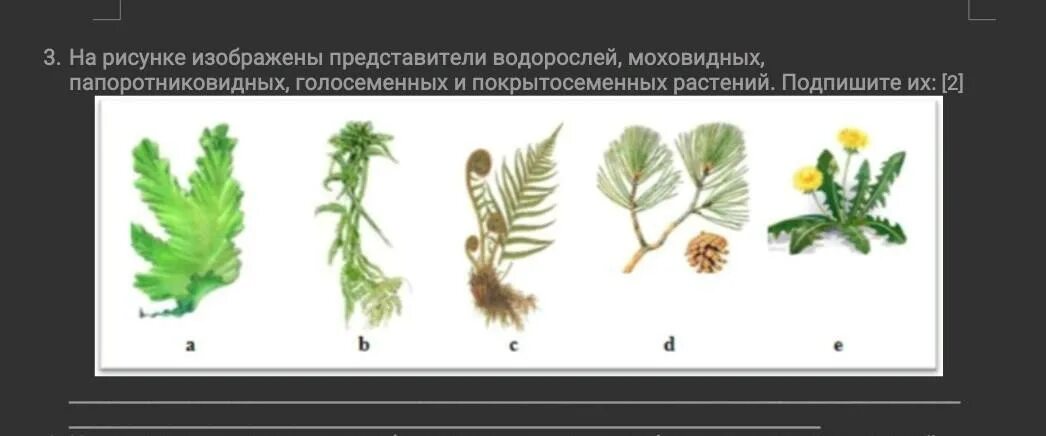 Группа водоросли представители. На рисунке изображен представитель. Представители папоротниковидных растений. Покрытосеменные и Моховидные. Представители царства растений водоросли.