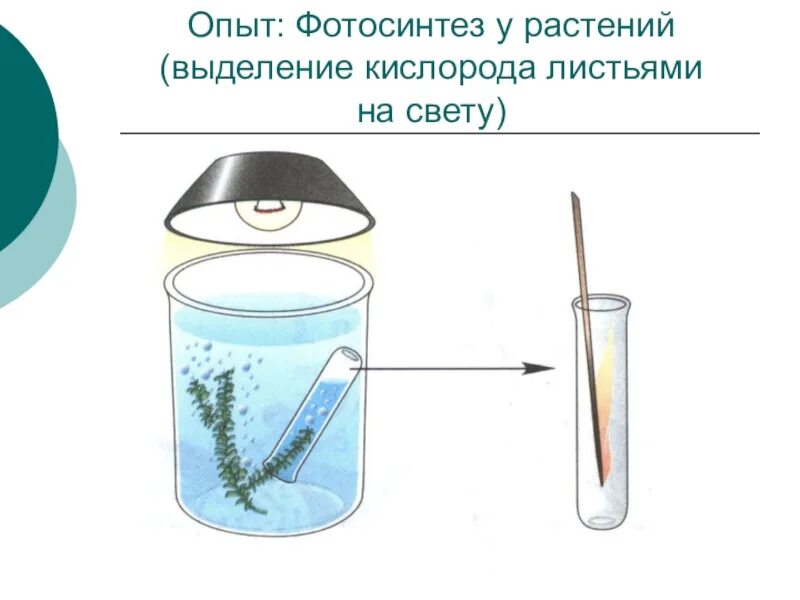 Опыт изображенный на рисунке служит доказательством фотосинтез. Опыт фотосинтез Элодея. Фотосинтез опыт выделение кислорода. Опыты доказывающие фотосинтез. Фотосинтез 6 класс опыт Элодея.