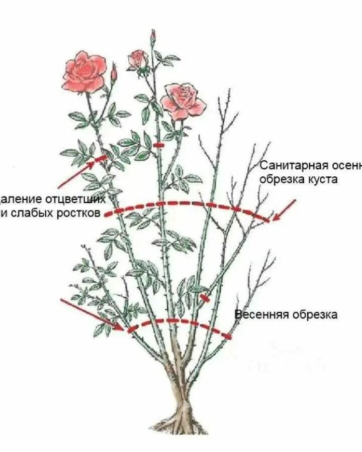 Правильная обрезка роз. Обрезка летняя плетистой розы.