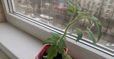 Листья томатов скручиваются внутрь лодочкой