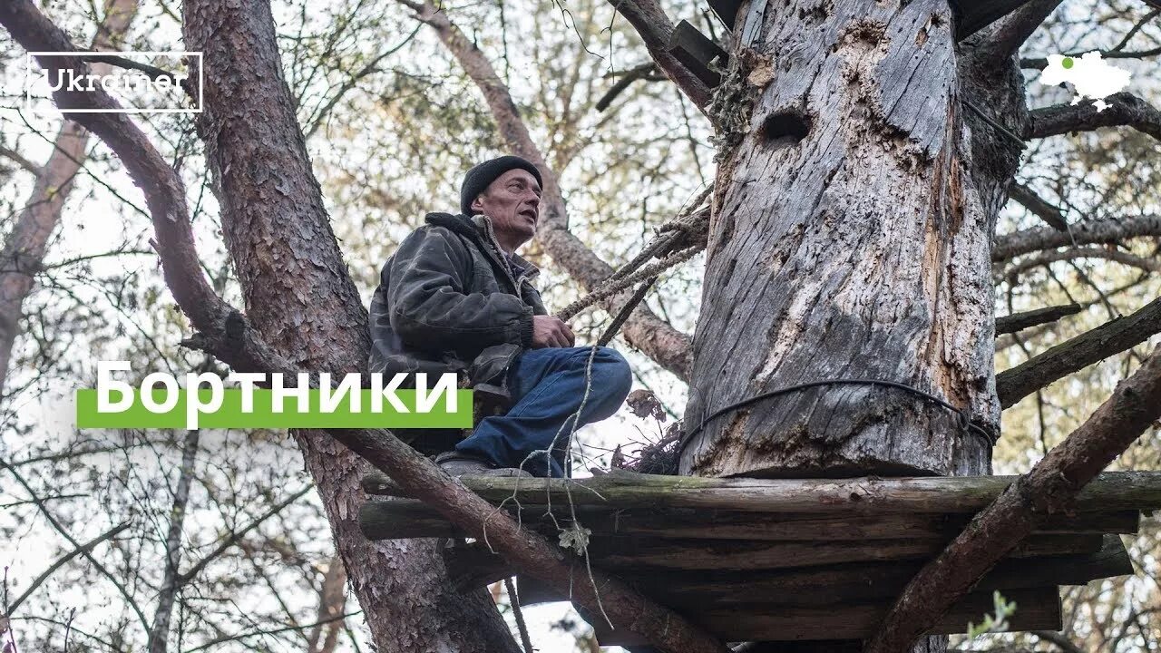 Бортник абхазия. Бортничество мордовии. бортник на дереве. бортник в лесу.