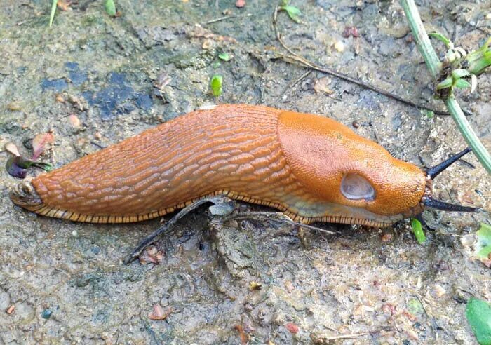 Мадагаскарские слизни. Рыжий слизень дыхательная система. Испанские рыжие слизни. Рыжий слизень дыхательная система. Рыжий слизень дыхательная система.