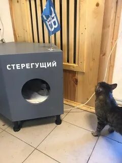 Жду васю