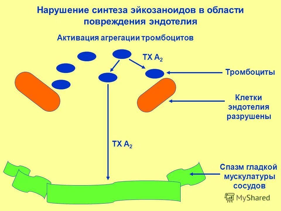 Агрегация тромбоцитов биохимия. В эндотелии сосудов синтезируется. Эндотелий биохимия. Синтез эйкозаноидов биохимия.