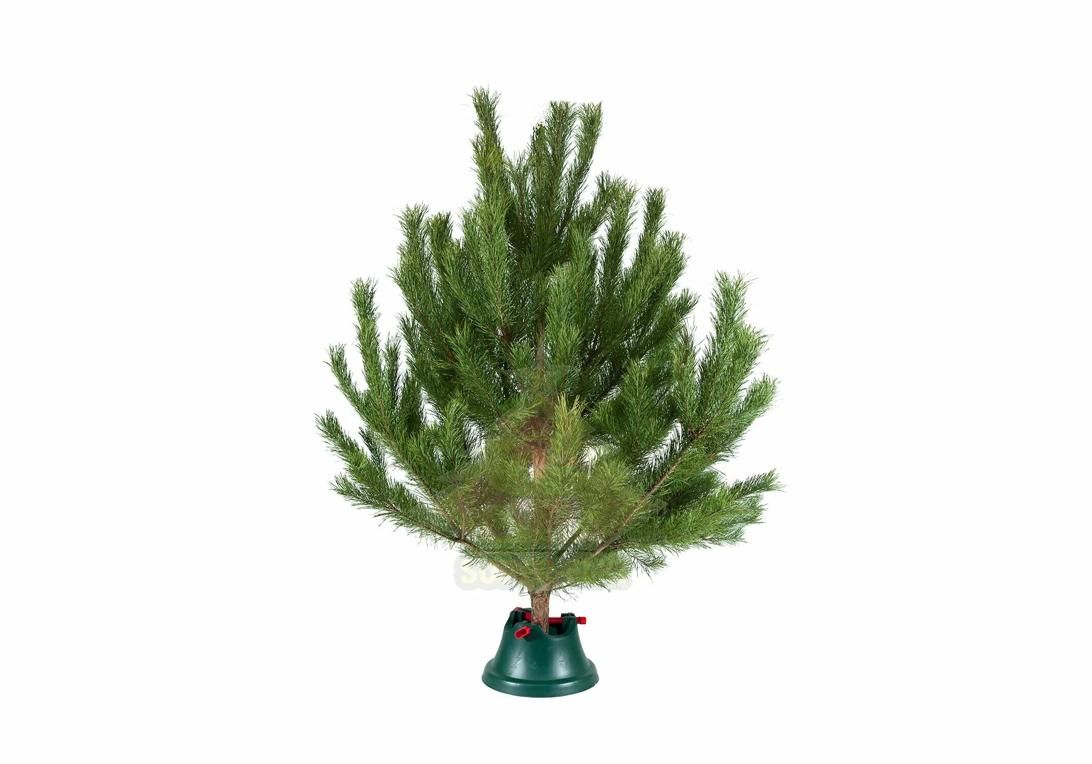 украшаем живую сосну. елка сосна живая. царь елка сосна канадская 1. новогодняя елка сосна. сосна на новый год.