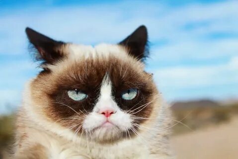 Grumpy cat - youtube