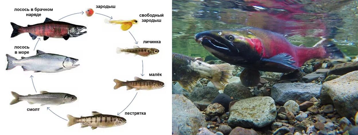 Жизненный цикл лососевых рыб. Цикл жизни лососевых рыб. Цикл развития лососевой рыбы. Жизненный цикл Атлантического лосося.