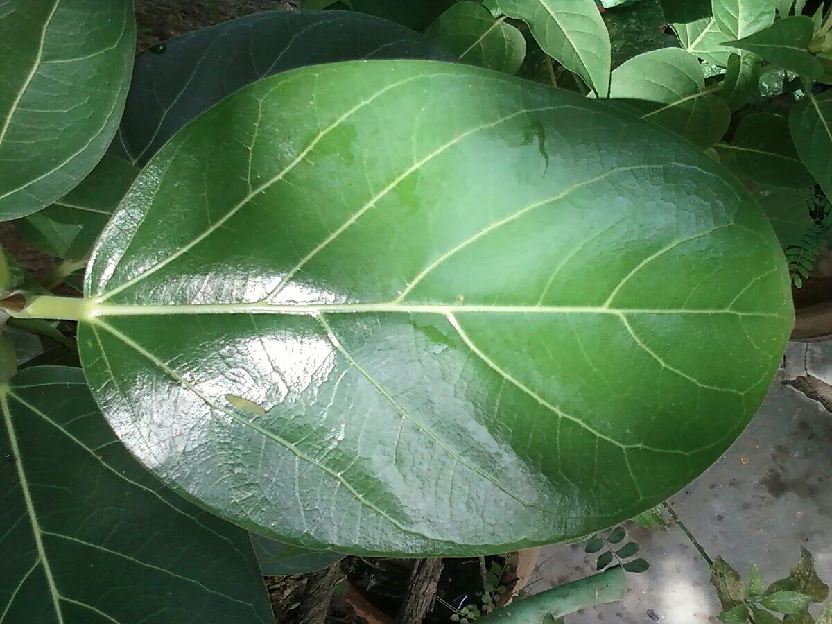 Фикус найди. Фикус Баньян. Фикус велютина Ficus velutina. Фикус бенгальский Рой. Фикус бенгальский Саншайн.