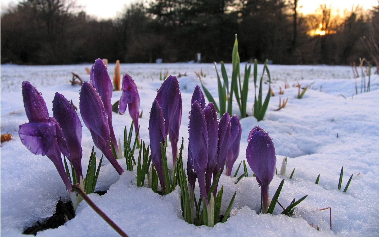 несмотря на раннюю весну. художник станислав брусилов ранняя весна. крокусы и подснежники. весна проталины подснежники природа. несмотря на раннюю весну.