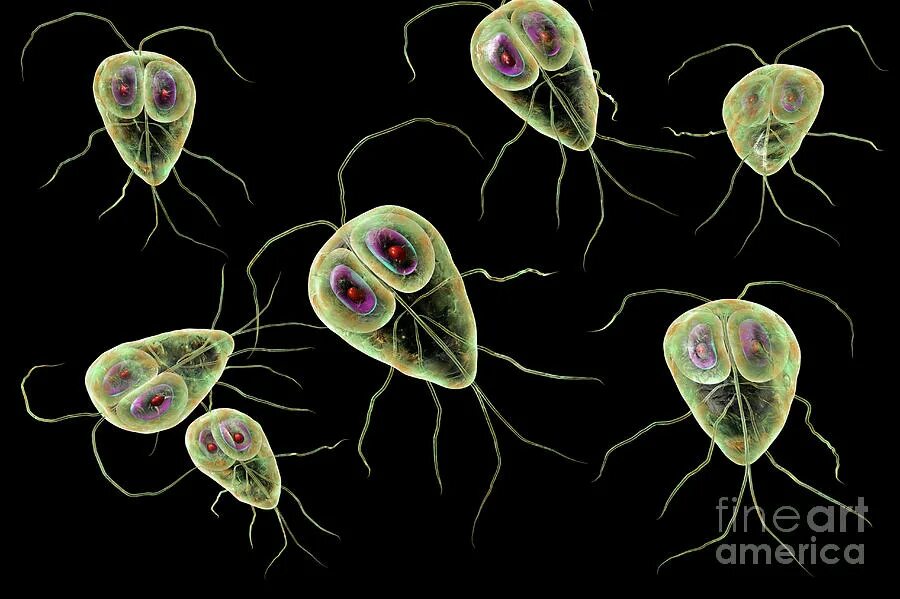 Инфузория лямблия. Одноклеточные животные паразиты человека и животных. Паразиты типа простейшие. Одноклеточные животные паразиты человека и животных. Одноклеточные животные паразиты человека и животных.