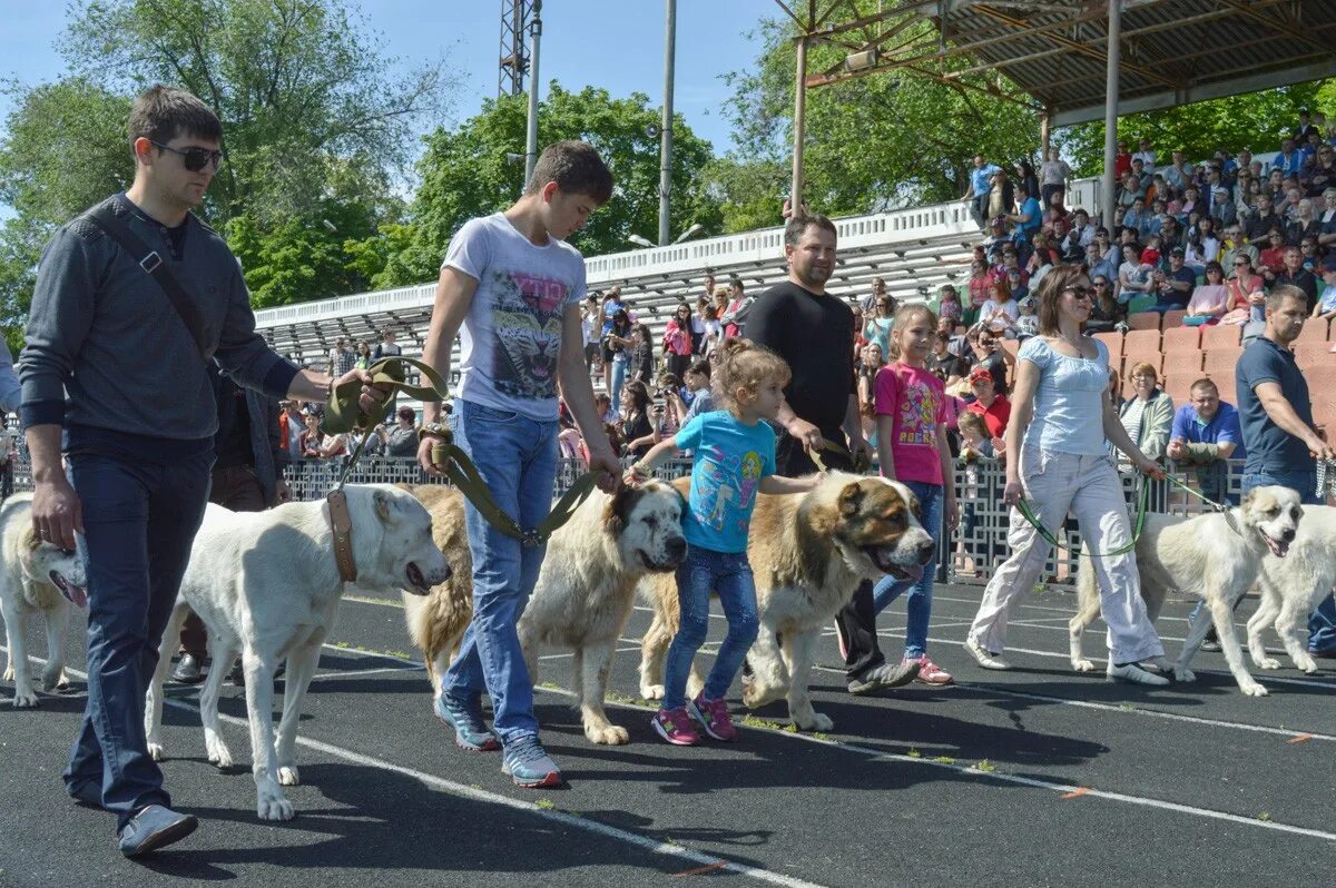 На выставке собак. Выставка собак название. Выставка собак фото. Название летних выставок для собак.