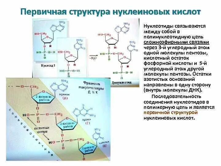 Полинуклеотидная цепь связи. Нуклеиновые кислоты сложноэфирная связь. Первичная структура ДНК полинуклеотидная цепь. Сложноэфирная связь в нуклеотидах. Первичная структура нуклеиновых кислот ДНК.