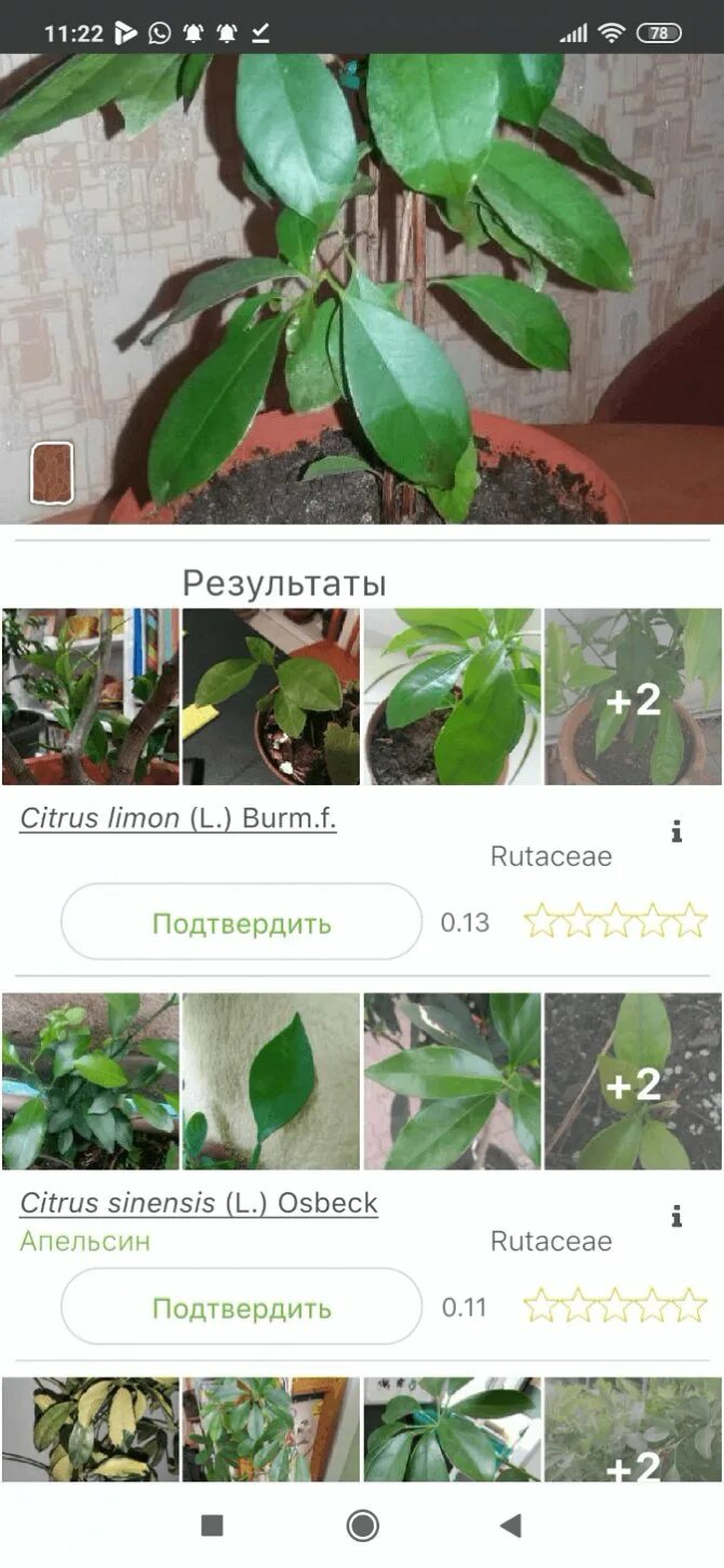 Определить цветок по фотографии с телефона. Распознавание растений по картинке. Распознать цветок по фото. Как узнать вид цветка по фото. Приложение для определения растений по фото.