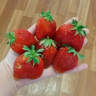 Клубника фэвори отзывы
