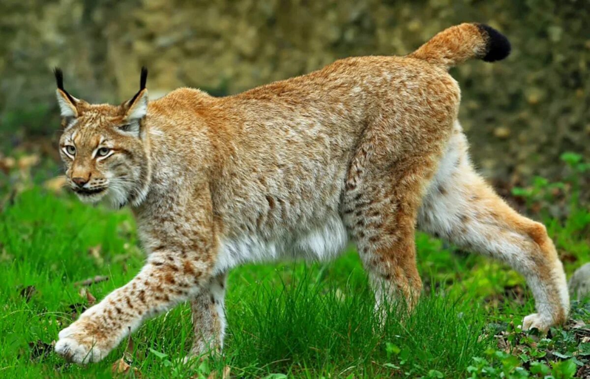 Короткая рысь 4. Беловежская пуща Рысь. Lynx Рысь. Рысь — Lynx Lynx. Рысь обыкновенная Lynx Lynx Linnaeus, 1758.