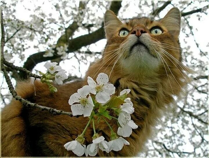 Кот ждет весну. Весенний котик. Весеннее настроение и кот. Коты чуют весну.